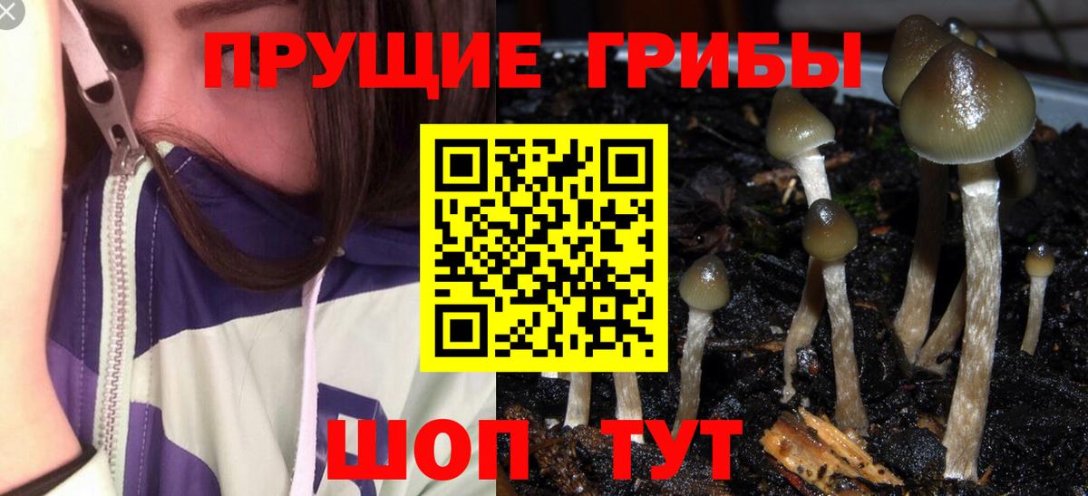 дарнет шоп  Вход с VPN  Семилуки  Псилоцибиновые грибы MAGIC MUSHROOMS 